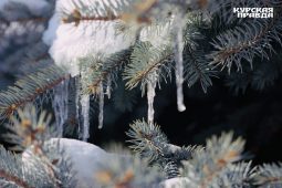 В последнюю зимнюю неделю в Курской области ударят 20-градусные морозы