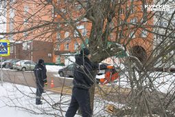 Куряне обеспокоены вырубкой яблонь на улице Павлуновского