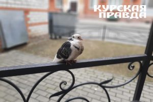 В Курской области 4 апреля ожидаются дожди и до 12 градусов тепла