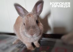 Волонтеры просят курян сообщить о животных, оставшихся в Глушковском районе