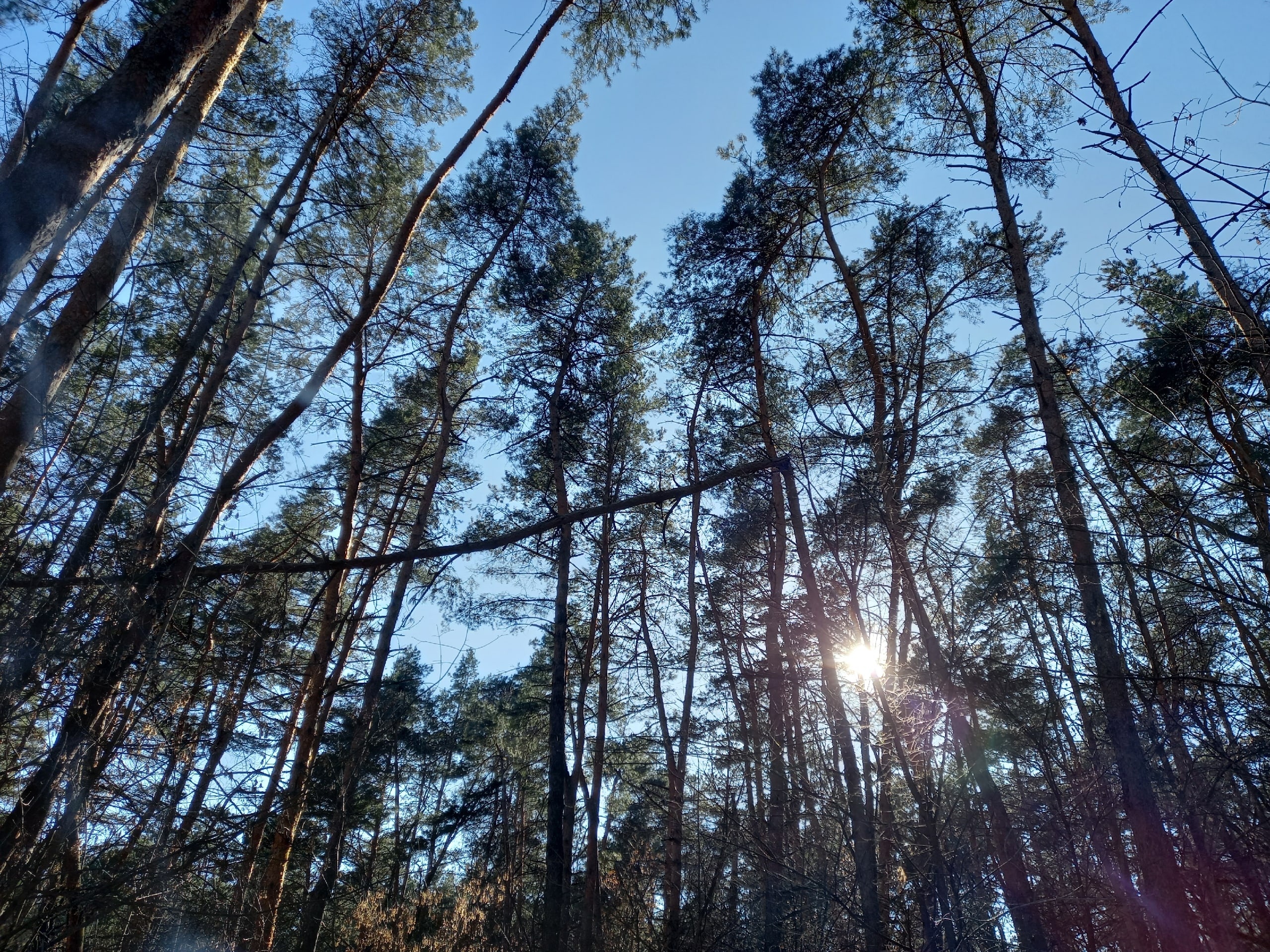 В Курской области ввели ограничения на посещение лесов