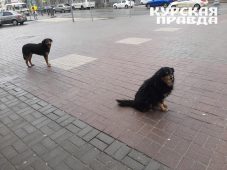 Куряне выбрасывают породистых собак на улицу