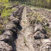 В Курской области прошла высадка хвойных деревьев