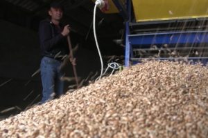 Ввоз украинского зерна в Евросоюза планируется ограничить