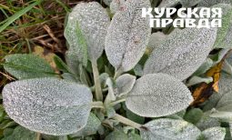 В Курской области объявили штормовое предупреждение из-за заморозков