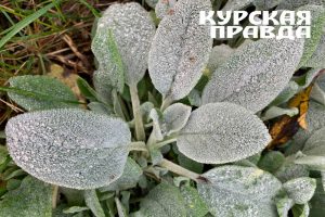 В Курской области 1 октября обещают до 1 градуса мороза