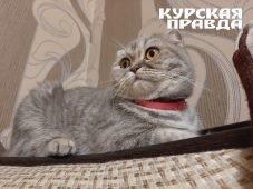 Жительнице Курска после обращения в суд вернули кота