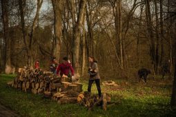Жителей Курска вновь приглашают заготовить дрова для СВО