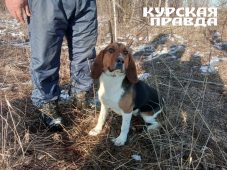 В 5 районах Курской области создали зоны нагонки и натаски охотничьих собак