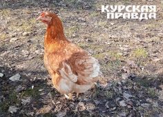 Курян приглашают на выставку домашних животных и птиц