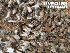 В Курской области владелец убивших корову пчёл подал кассационную жалобу 