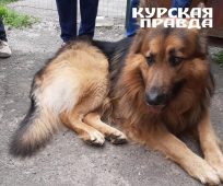 Курская мэрия заплатит 20 тысяч рублей за укус бездомной собаки
