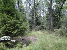 В Курской области с 22 мая продлят ограничения на пребывание в лесах
