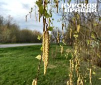 В Курской области 22 апреля ожидаются грозы и небольшое похолодание
