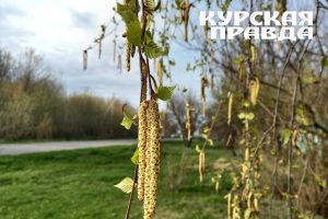 В Курской области 22 апреля ожидаются грозы и небольшое похолодание