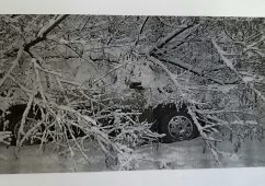 В Курске водитель судится с управляющими компаниями из-за упавшего на автомобиль дерева