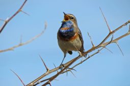 В Курской области стартовала весенняя декада наблюдений за птицами