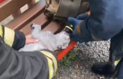 В Курске спасатели реанимировали пострадавшего на пожаре кота