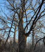 Курские тополь и дуб внесены в Национальный реестр старовозрастных деревьев