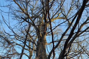 Курские тополь и дуб внесены в Национальный реестр старовозрастных деревьев