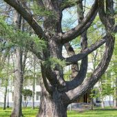 450-летний курский дуб признали памятником природы