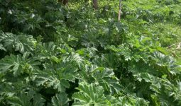 Курян приглашают на фестиваль по спасению реки Кур от борщевика