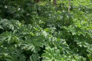 Курян приглашают на фестиваль по спасению реки Кур от борщевика