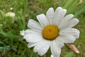 В Курске 3 июня прогнозируют дожди, грозы и похолодание до +20