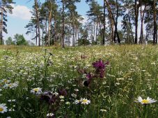 В Курской области появятся 12 новых особо охраняемых природных территорий
