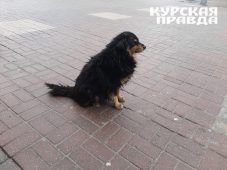 В Курске с окружной администрации взыскали 30 тысяч рублей за укус собаки