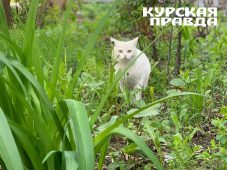 В Курской области 30 апреля прогнозируют до 23°С тепла
