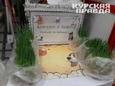 Курские зоозащитники объявили сбор помощи для животных Белгородской области