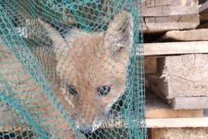 В Курске сотрудники Минприроды спасли лисёнка