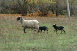 В Курском районе собаки растерзали 21 овцу