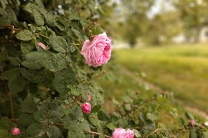 В Курской области 5 июня потеплеет до +22 градусов