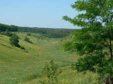 В Курской области создан новый памятник природы «Урочище Бушмено»