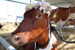 В конкурсе «Курская буренка-2023» победила корова из Суджанского района