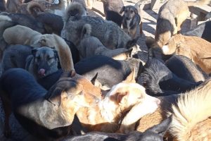 Курские зоозащитники собирают корм для брошенных животных из Шебекино