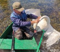 В Курской области рыбаки спасли краснокнижного лебедя из браконьерской сети