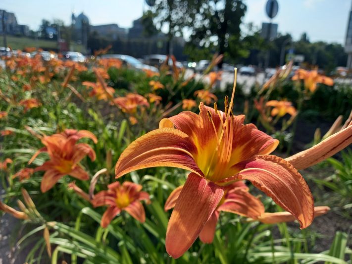 В Курской области 16 июля ожидается до 36 градусов жары