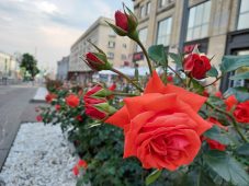 Жители Курска могут принять участие в разработке цветочной концепции города