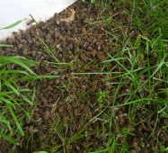 В Курской области проведут переоценку ущерба рыльских пчеловодов