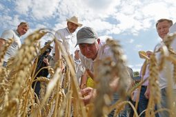 В Курской области аграрии планируют намолотить более 5 миллионов тонн зерна