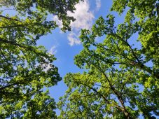 В Курской области женщину судят за незаконную рубку 89 деревьев