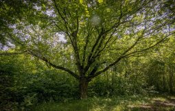Два курских дуба внесены в Национальный реестр старовозрастных деревьев