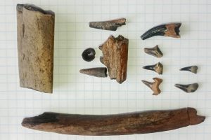 Под Щиграми нашли останки химер и ихтиозавров