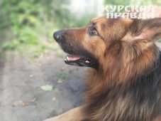 В Курске жительница Орла отсудила 115 тысяч рублей за укус собаки