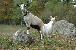 В Курской области козы пообедали на чужом огороде на 71 тысячу рублей