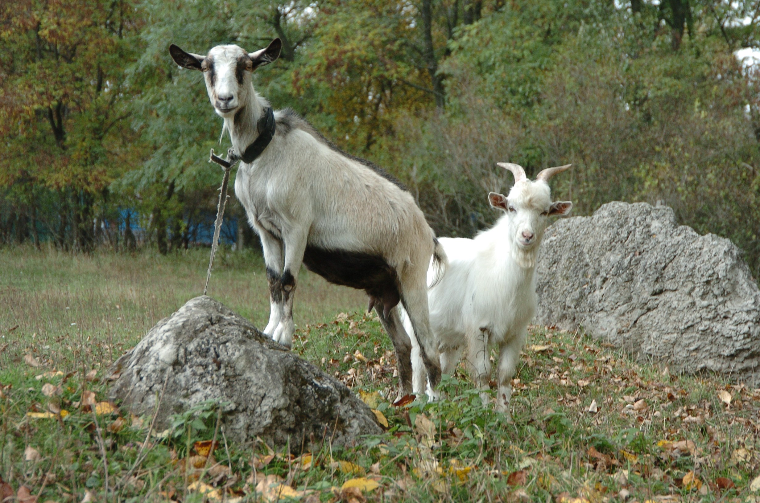 Три козы. Женские козы. Хозяин козы брак.