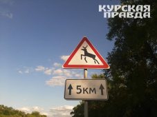 В Курске заметили дикого кабана